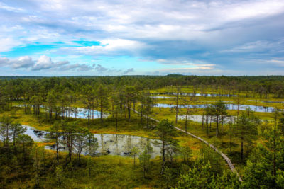 Turbera de Viru en el Parque Nacional de Lahemaa, Estonia.