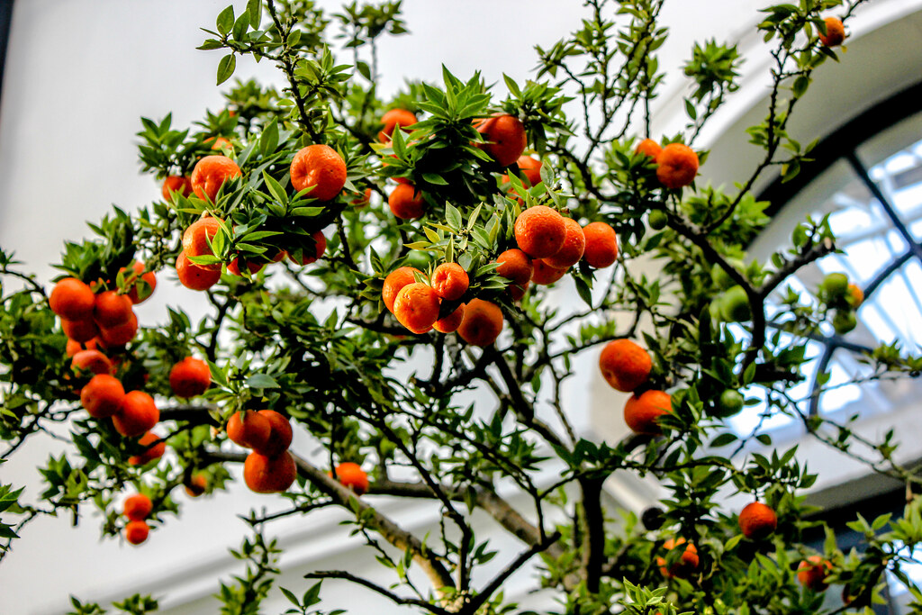 Árbol cargado de naranjas en el invernadero del Jardín Botánico de Lovaina.