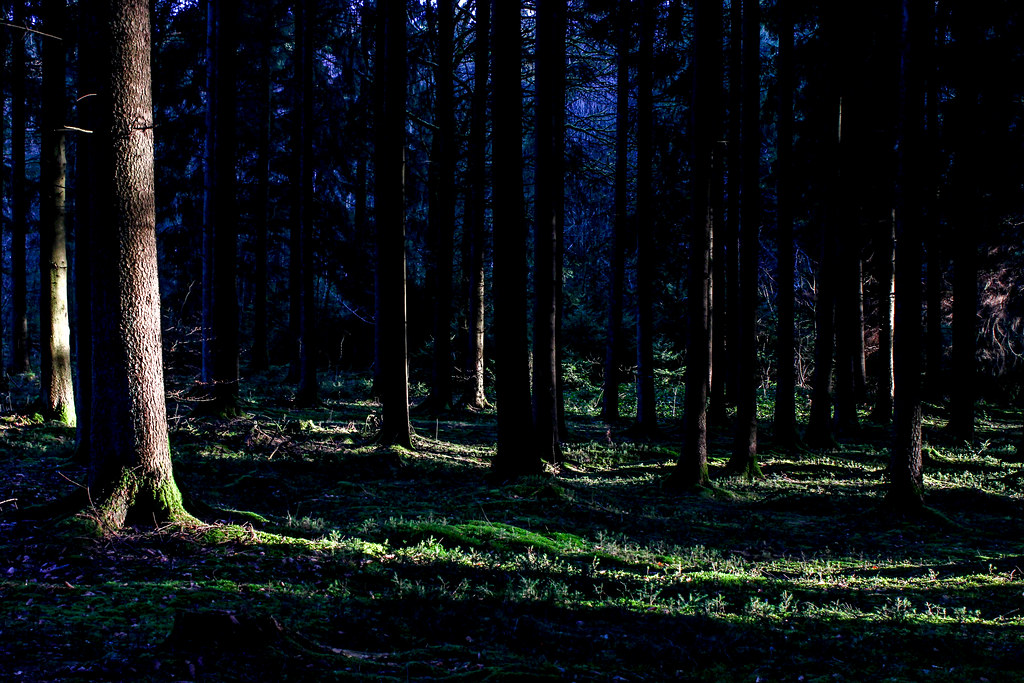 Bosque de las Ardenas con rayos de sol entre los árboles.