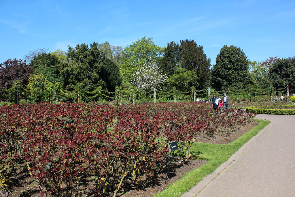 Camino en Queen Mary's Gardens en Regent's Park, con rosales sin flores en primavera y árboles verdes al fondo.