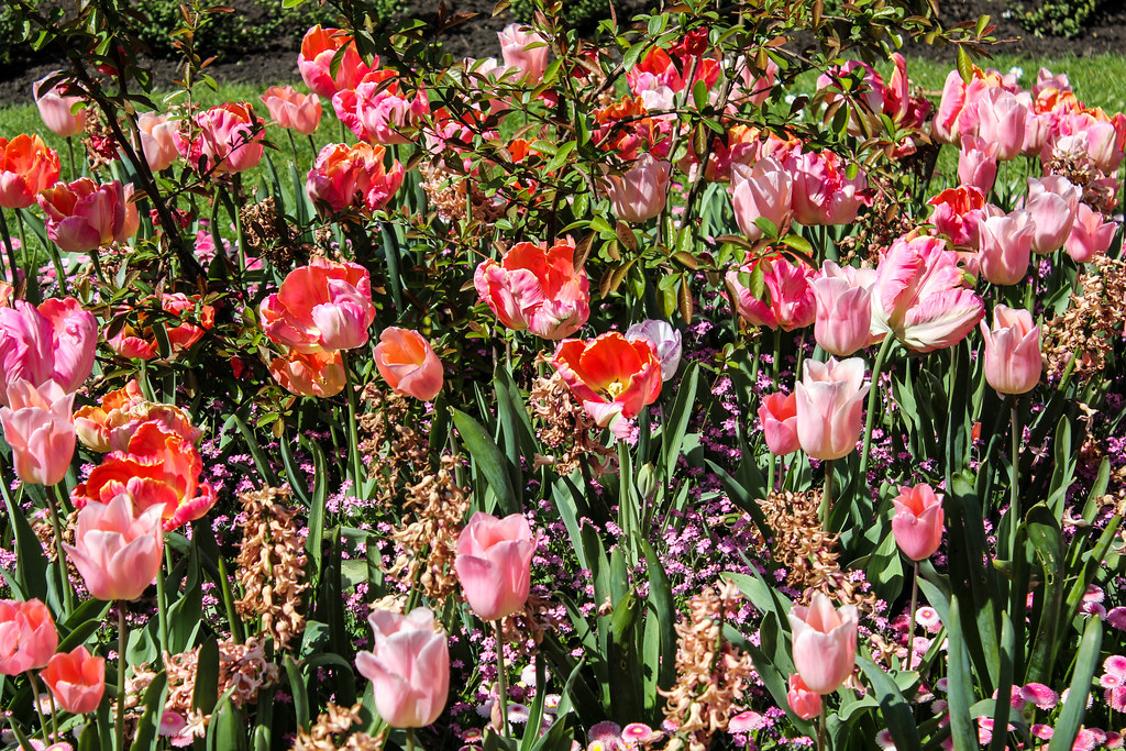 Jardín colorido con tulipanes rosados y rojos en plena floración bajo la luz del sol.