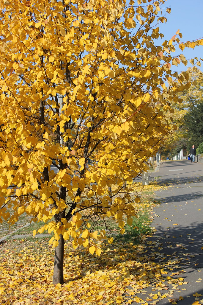 Árbol con hojas otoñales amarillas en Eger, Hungría.
