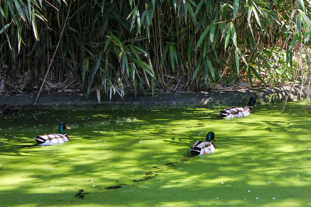 Patos nadando en un estanque cubierto de algas verdes con bambú en el fondo.