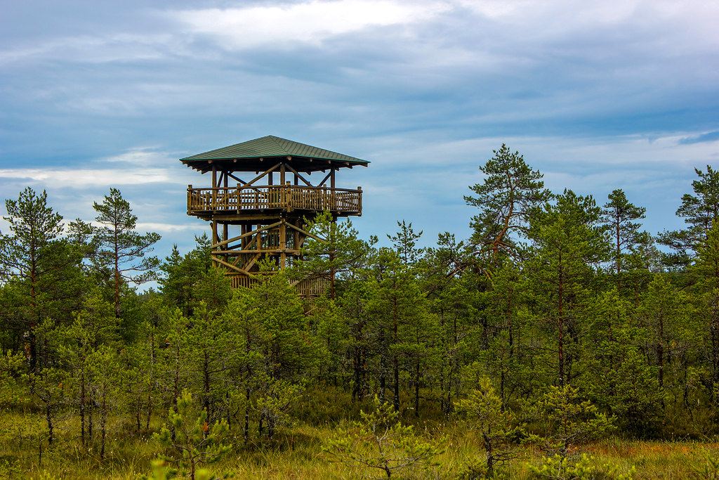 Torre de observación en la turbera de Viru, Estonia, entre pinos y vegetación de pantano.