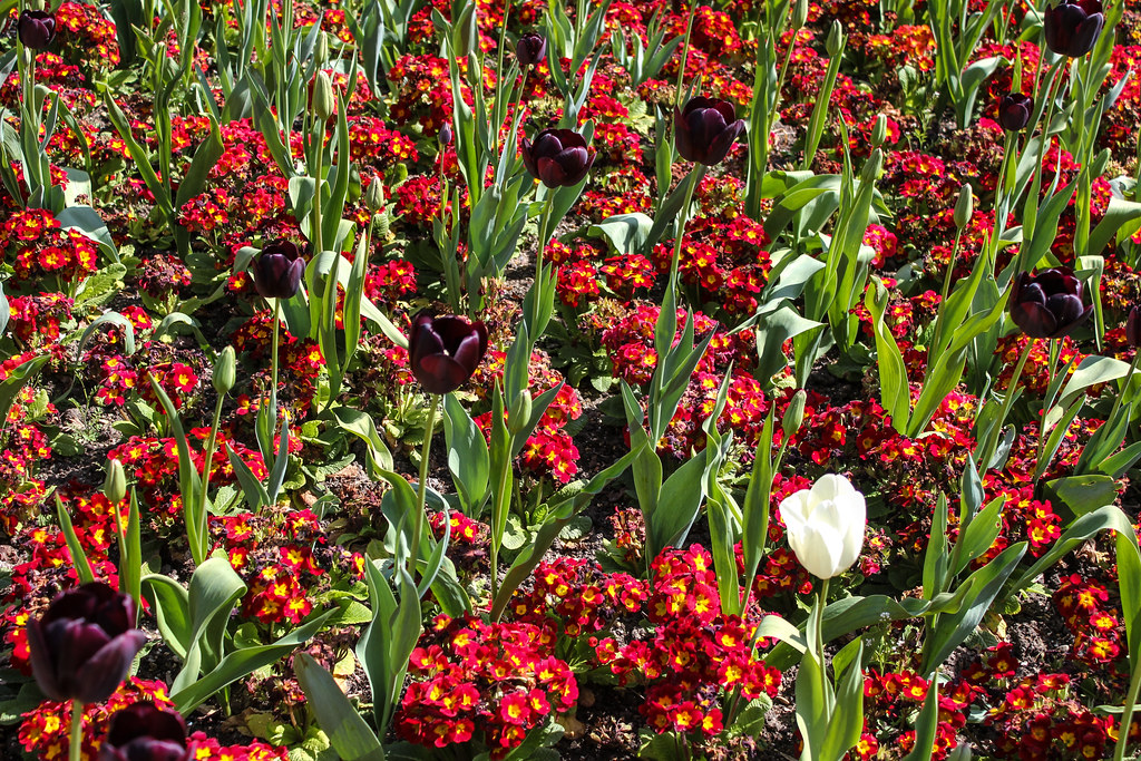 Arriate con tulipanes negros y primulas rojas con centros amarillos en un jardín soleado.