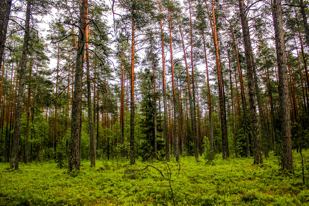 Paisaje natural de la Turbera de Viru en Estonia con árboles altos y suelo de turba.