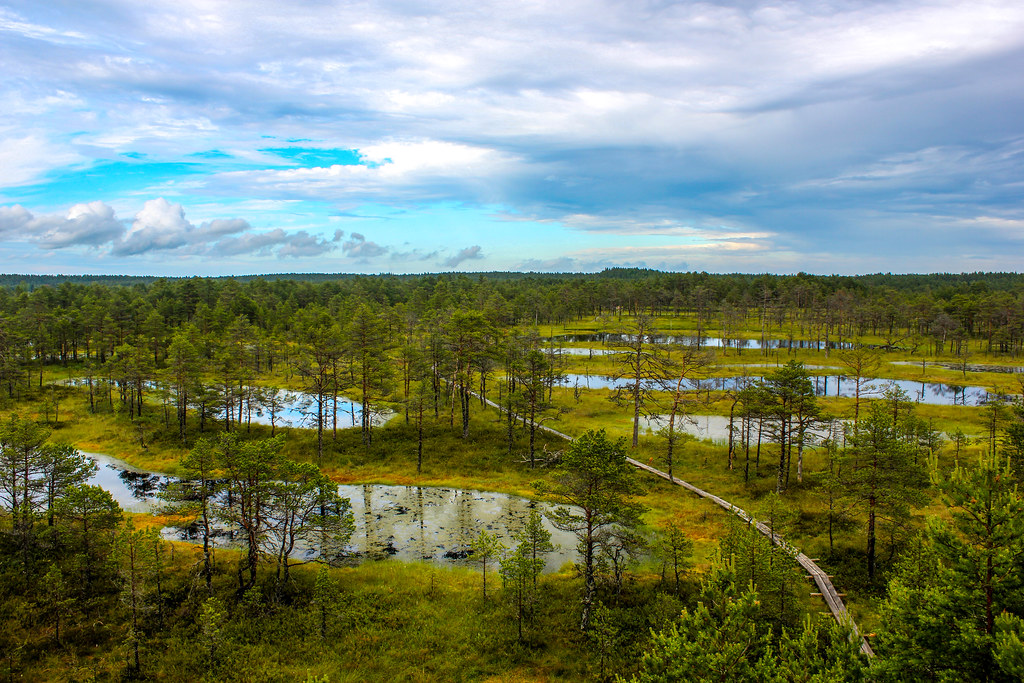Vista aérea de la turbera en el Parque Nacional Lahemaa, Estonia, con sendero de madera y lagunas.